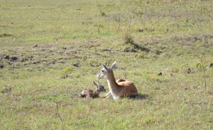 new-born thompson's gazelle